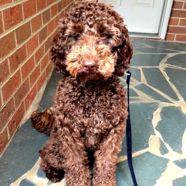 Chocolate Labradoodles from Mountain Creek Labradoodles